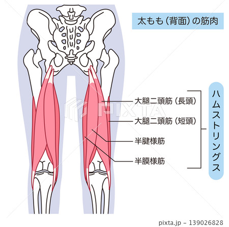 太もも背面の筋肉　ハムストリングス 139026828
