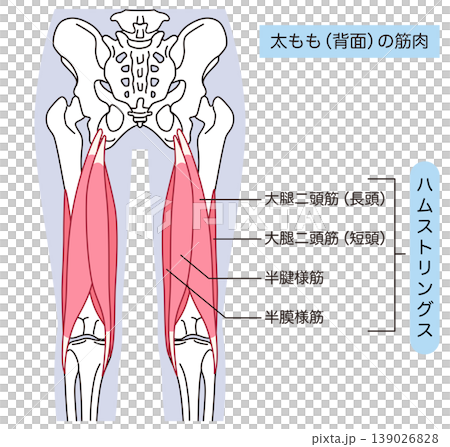 太もも背面の筋肉　ハムストリングス 139026828