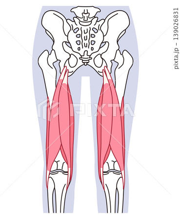 太もも背面の筋肉　ハムストリングス 139026831