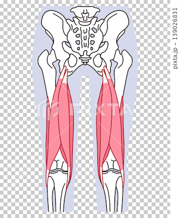 太もも背面の筋肉　ハムストリングス 139026831