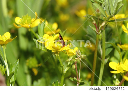 キツネノボタンの花にとまるヒゲナガキマダラハナバチと思われる小さな蜂 139026832