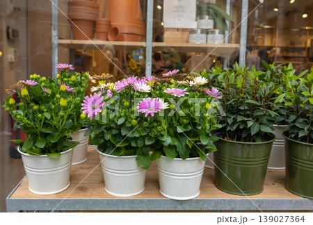 Colorful potted flowers displayed outside shop window with cozy urban garden atmosphere 139027364