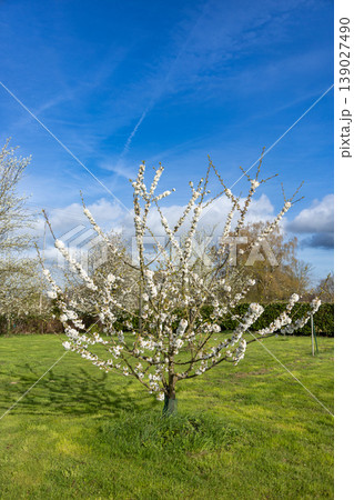Blooming tree with white flowers in spring garden under blue sky seasonal nature background 139027490