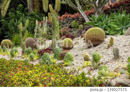 Cactus and succulent garden design with diverse plants in landscaped botanical setting 139027573