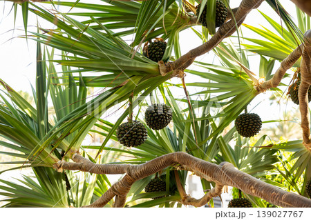 Tropical Pandanus Tree With Exotic Fruit Clusters in Bright Sunlight 139027767