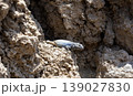 Wild Lizard Resting On Volcanic Rock In Natural Desert Habitat 139027830