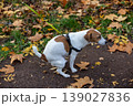 A small dog poops on an autumn path among fallen leaves. A pet's outdoor lifestyle. 139027836