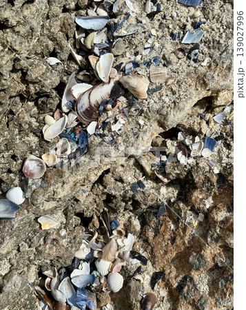 Top View of Sea Shells and Fossils Embedded in Coastal Rock Texture Top View of Sea Shells and Fossils Embedded in Coastal Rock Texture 139027996