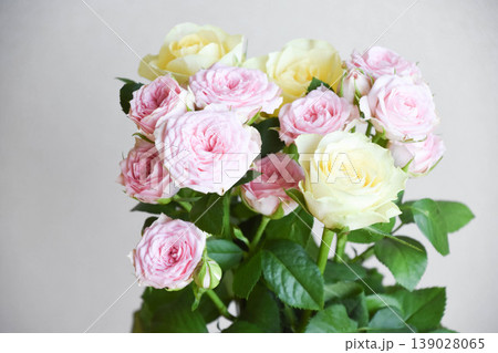 黄色とピンクの薔薇 黄色とピンクの薔薇 139028065
