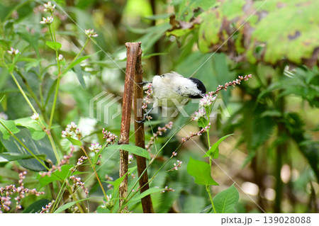実を食べる秋の山のハシブトガラ 139028088