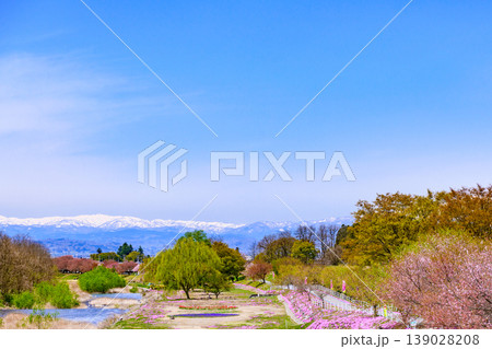 山形立谷川(たちやがわ)の芝桜と散りかけの桜 139028208