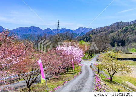 山形立谷川(たちやがわ)の芝桜と散りかけの桜 139028209