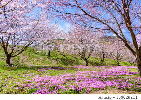 山形立谷川(たちやがわ)の芝桜と散りかけの桜 山形立谷川(たちやがわ)の芝桜と散りかけの桜 139028211