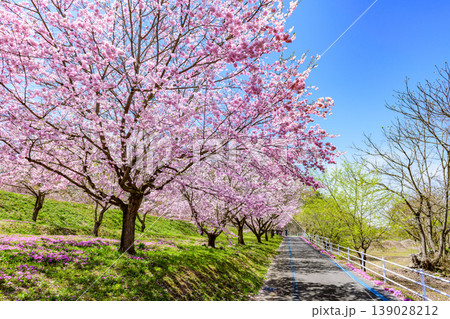 山形立谷川(たちやがわ)の芝桜と散りかけの桜 山形立谷川(たちやがわ)の芝桜と散りかけの桜 139028212