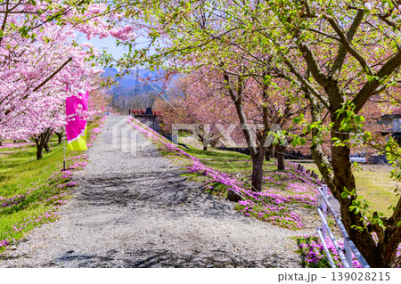 山形立谷川(たちやがわ)の芝桜と散りかけの桜 山形立谷川(たちやがわ)の芝桜と散りかけの桜 139028215
