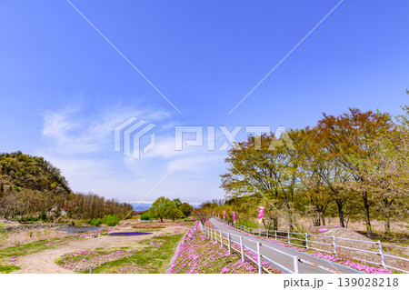 山形立谷川(たちやがわ)の芝桜と散りかけの桜 139028218