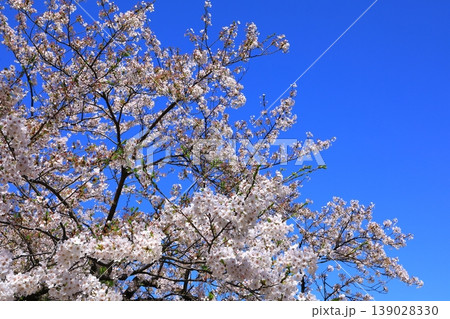 青空に映える満開の桜 139028330