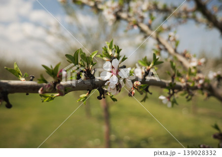Close-up of blooming almond flowers with soft bokeh and natural sunlight in a spring garden Close-up of blooming almond flowers with soft bokeh and natural sunlight in a spring garden 139028332