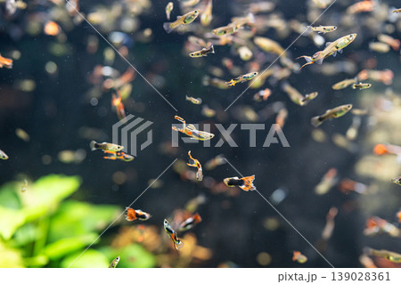 水族館の水槽の中で泳ぐ魚群 水族館の水槽の中で泳ぐ魚群 139028361