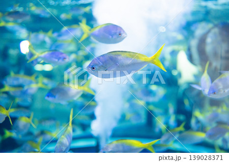水族館の水槽を泳ぐ魚 水族館の水槽を泳ぐ魚 139028371