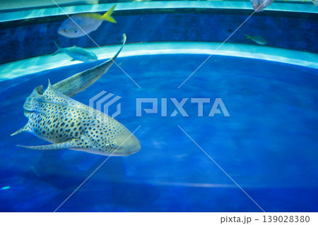 水族館の水槽で泳ぐサメ 水族館の水槽で泳ぐサメ 139028380