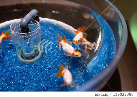 水槽の中の金魚 139028396