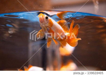 水族館の水槽で泳ぐ金魚 139028405