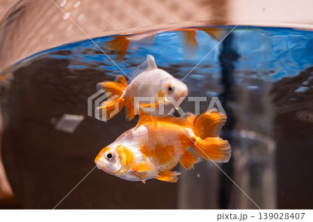 金魚鉢に入った金魚 139028407