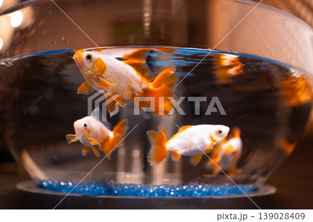 金魚鉢に入っている金魚 139028409