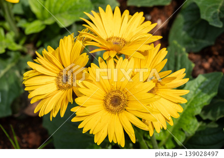 Yellow Gerbera flowers blooming in the garden. They typically mean beauty, innocence, purity and loyal love. Because of their huge range of brights colours, they also have a meaning of cheerfulness. 139028497