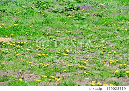 緑の野原を埋めるタンポポの黄色い花 緑の野原を埋めるタンポポの黄色い花 139028519