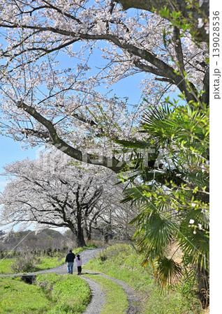 見沼田圃:農道 見沼代用水東縁 見沼田圃:農道 見沼代用水東縁 139028536