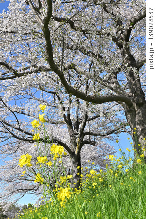 見沼田圃：桜並木　見沼代用水東縁　 139028537