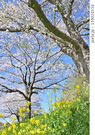 見沼田圃：桜並木　見沼代用水東縁　 139028538