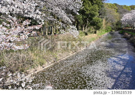 見沼田圃：見沼代用水東縁　 139028539