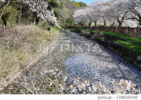 見沼田圃：見沼代用水東縁　 139028540