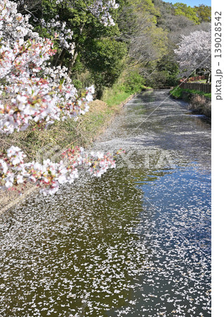 見沼田圃:見沼代用水東縁 見沼田圃:見沼代用水東縁 139028542