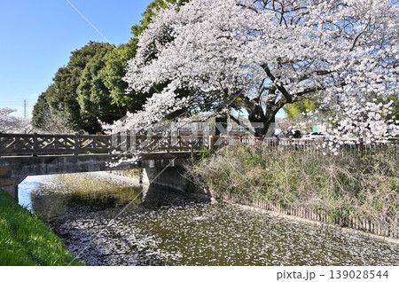 見沼田圃：見沼代用水東縁　　総寺院橋　 139028544