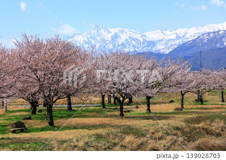 やぶの川辺公園　満開の桜並木と妙高連山 139028703