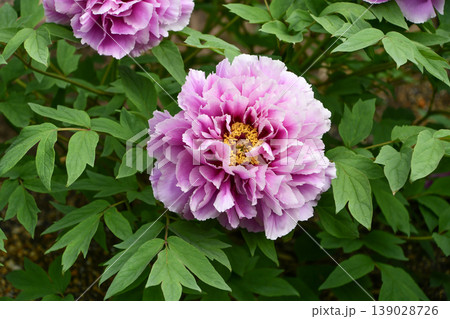 ボタン「春霞」　Peony 'Harugasumi' 139028726