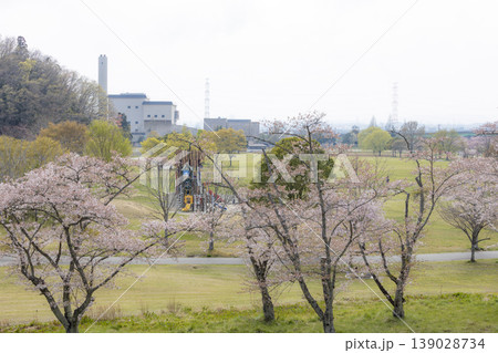春の桜と利府町モリリン加瀬沼公園 春の桜と利府町モリリン加瀬沼公園 139028734