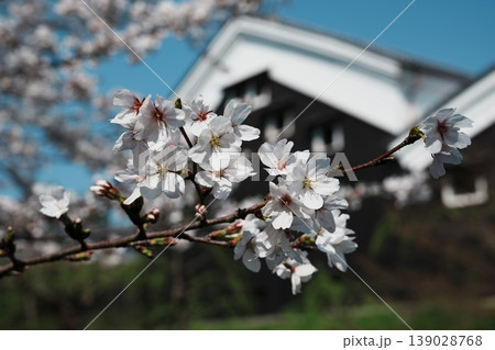 桜満開の伏見 桜満開の伏見 139028768