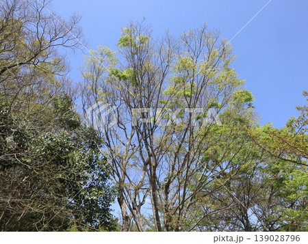 西神中央公園 新緑他 神戸市 西区 西神中央 西神中央公園 新緑他 神戸市 西区 西神中央 139028796