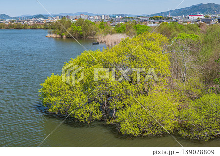琵琶湖岸の新緑の木々 滋賀県草津市 琵琶湖岸の新緑の木々 滋賀県草津市 139028809