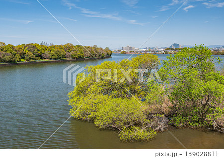 琵琶湖岸の新緑の木々 滋賀県草津市 琵琶湖岸の新緑の木々 滋賀県草津市 139028811