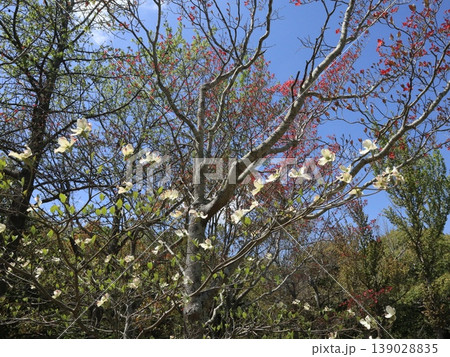 西神中央公園 新緑他 神戸市 西区 西神中央 西神中央公園 新緑他 神戸市 西区 西神中央 139028835