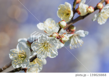 白梅の花 139028868