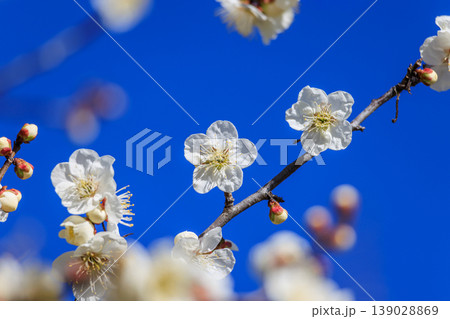 白梅の花 白梅の花 139028869