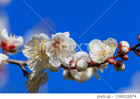 白梅の花 白梅の花 139028874