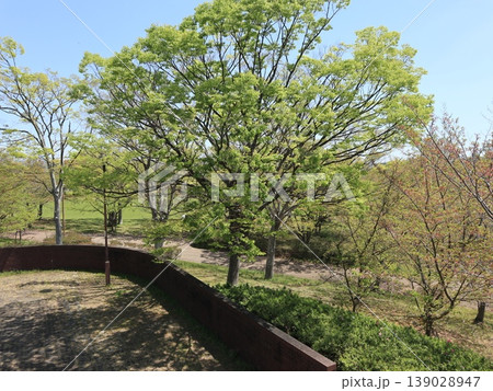 西神中央公園 新緑他 神戸市 西区 西神中央 西神中央公園 新緑他 神戸市 西区 西神中央 139028947